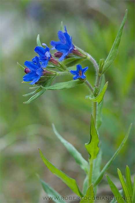 Buglossoides purpurocaerulea